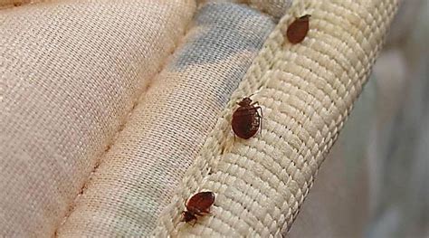 bed bugs in reclining sofa.